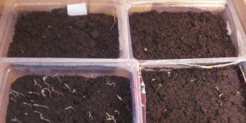 Metode suzbijanja štetočina i bolesti sadnica patlidžana